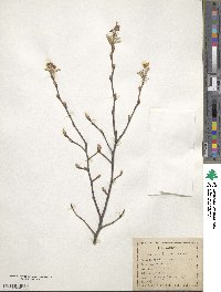 Amelanchier canadensis image