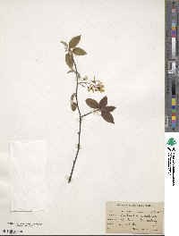 Amelanchier canadensis image