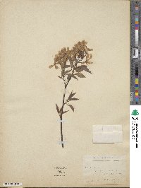 Amelanchier lamarckii image