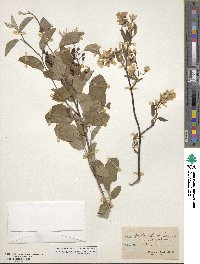 Amelanchier lamarckii image