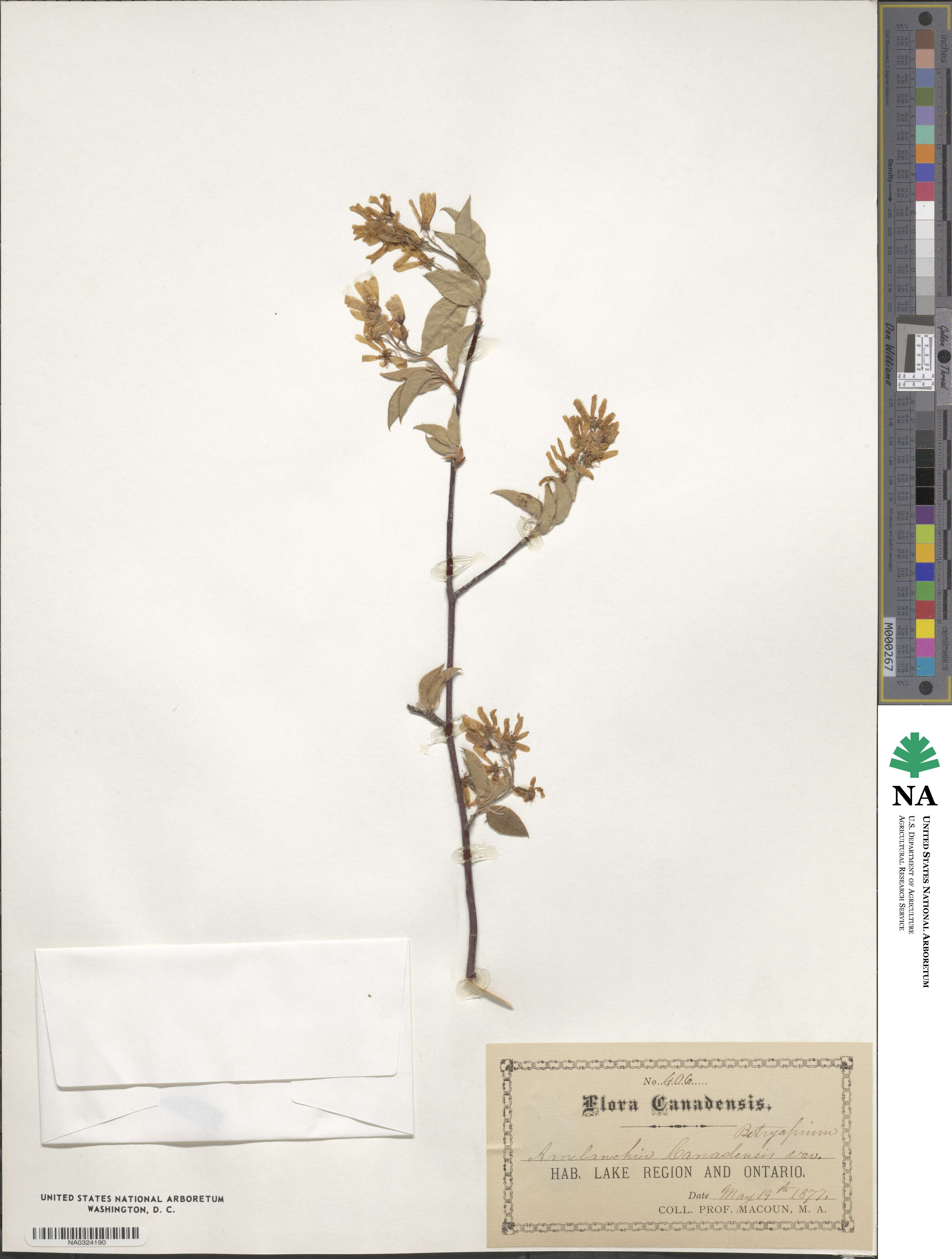Amelanchier lamarckii image