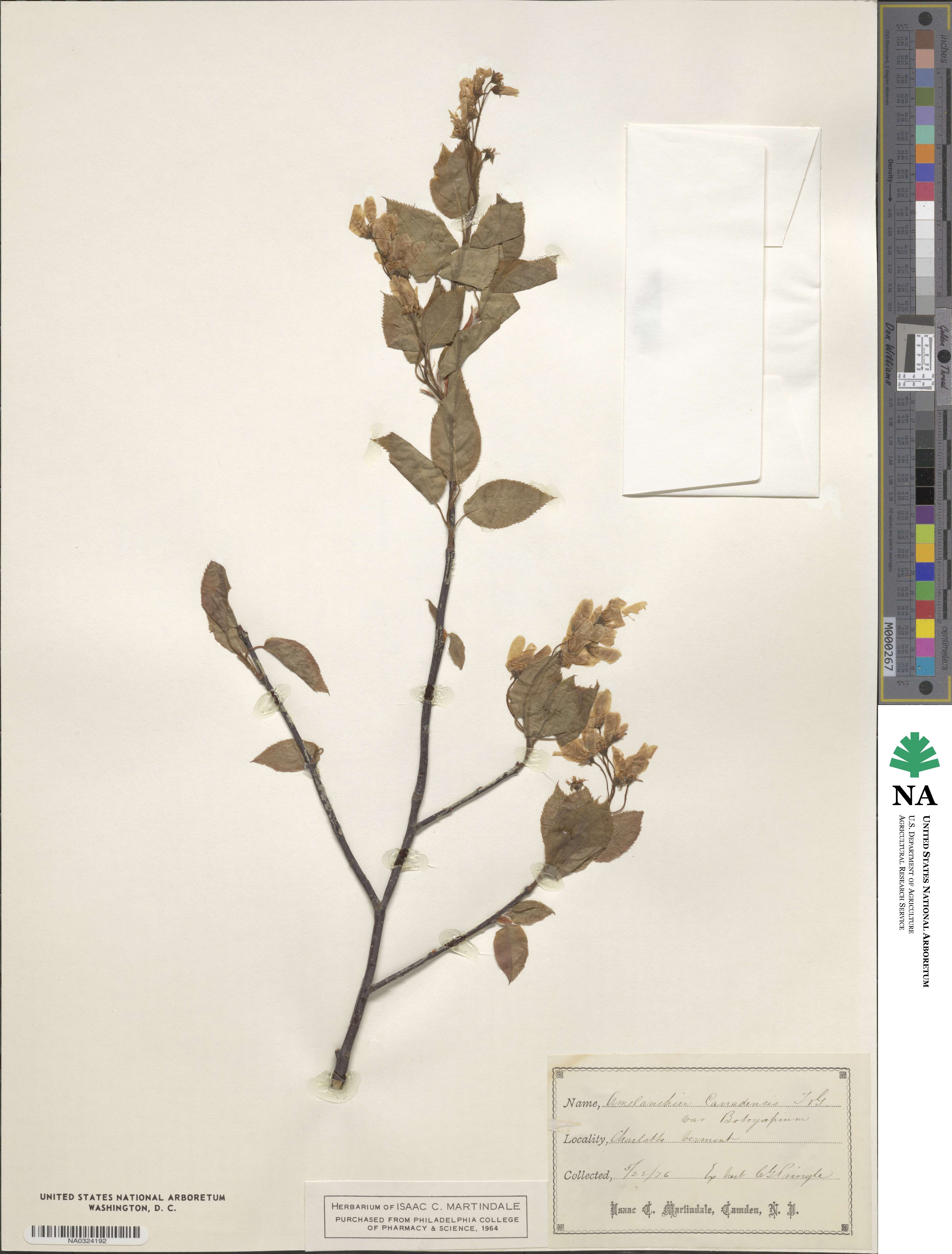 Amelanchier lamarckii image