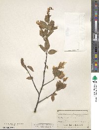 Amelanchier lamarckii image