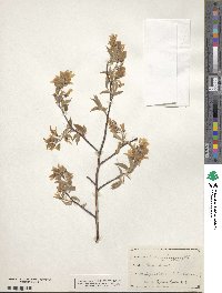 Amelanchier canadensis image