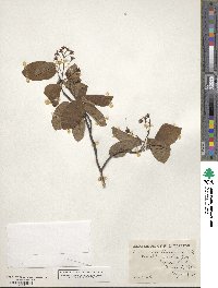 Amelanchier canadensis image