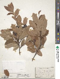 Amelanchier canadensis image