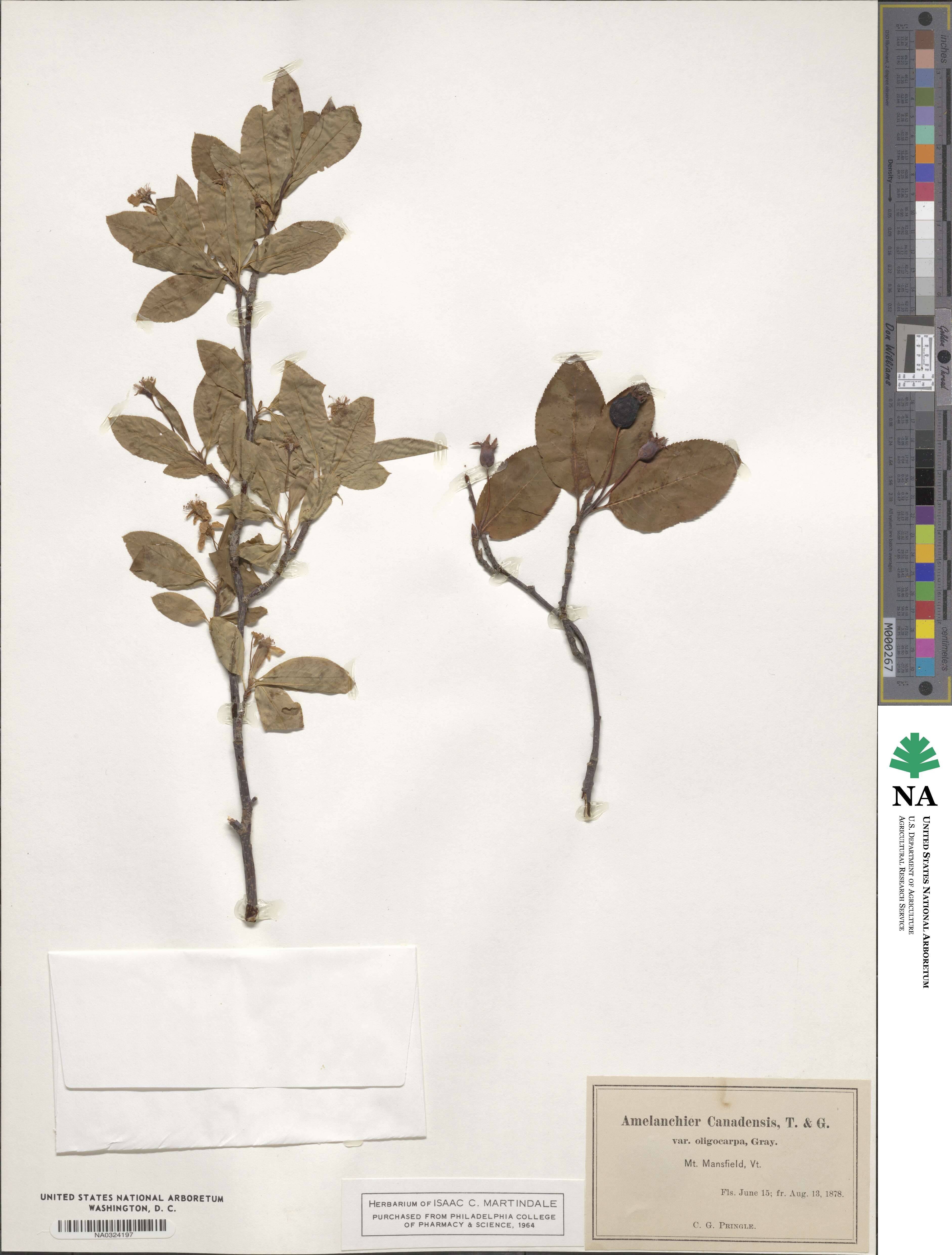 Amelanchier bartramiana image