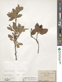 Amelanchier bartramiana image