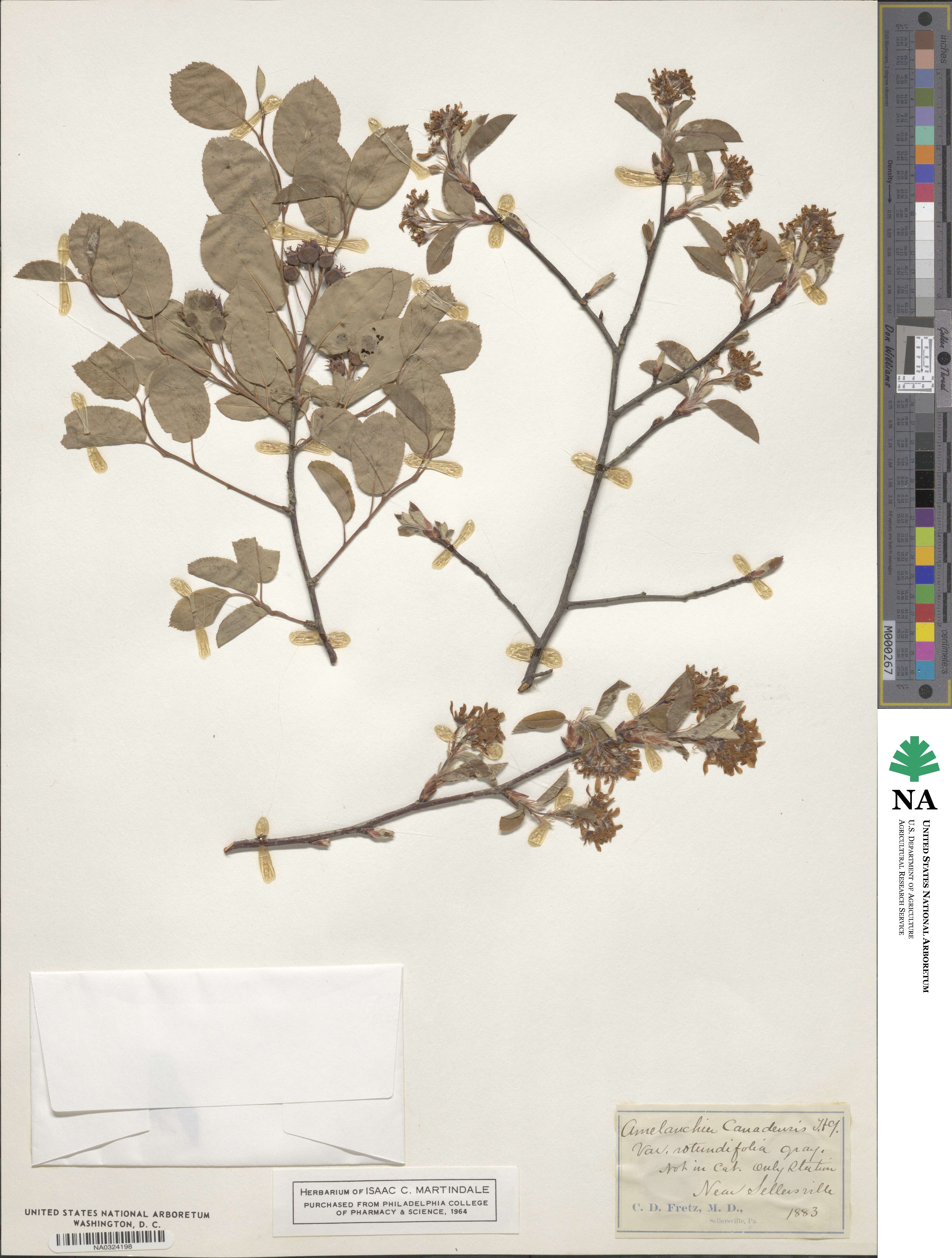 Amelanchier sanguinea image