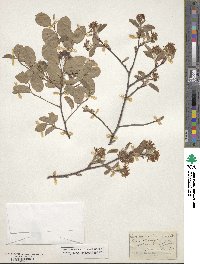 Amelanchier sanguinea image