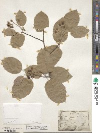 Amelanchier canadensis image