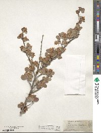 Amelanchier canadensis image