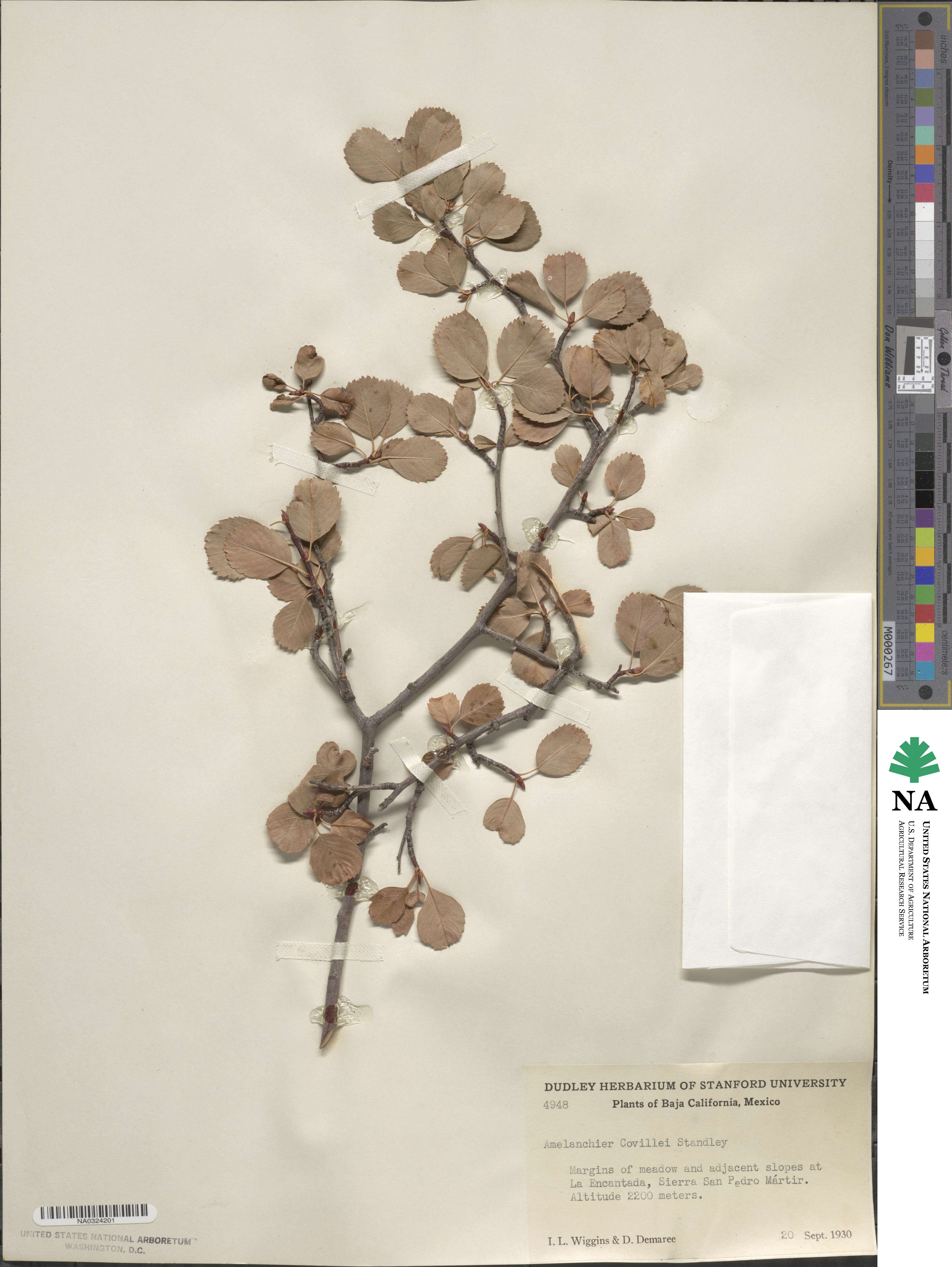 Amelanchier utahensis image