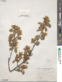 Amelanchier alnifolia var. cusickii image