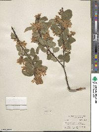 Amelanchier alnifolia image