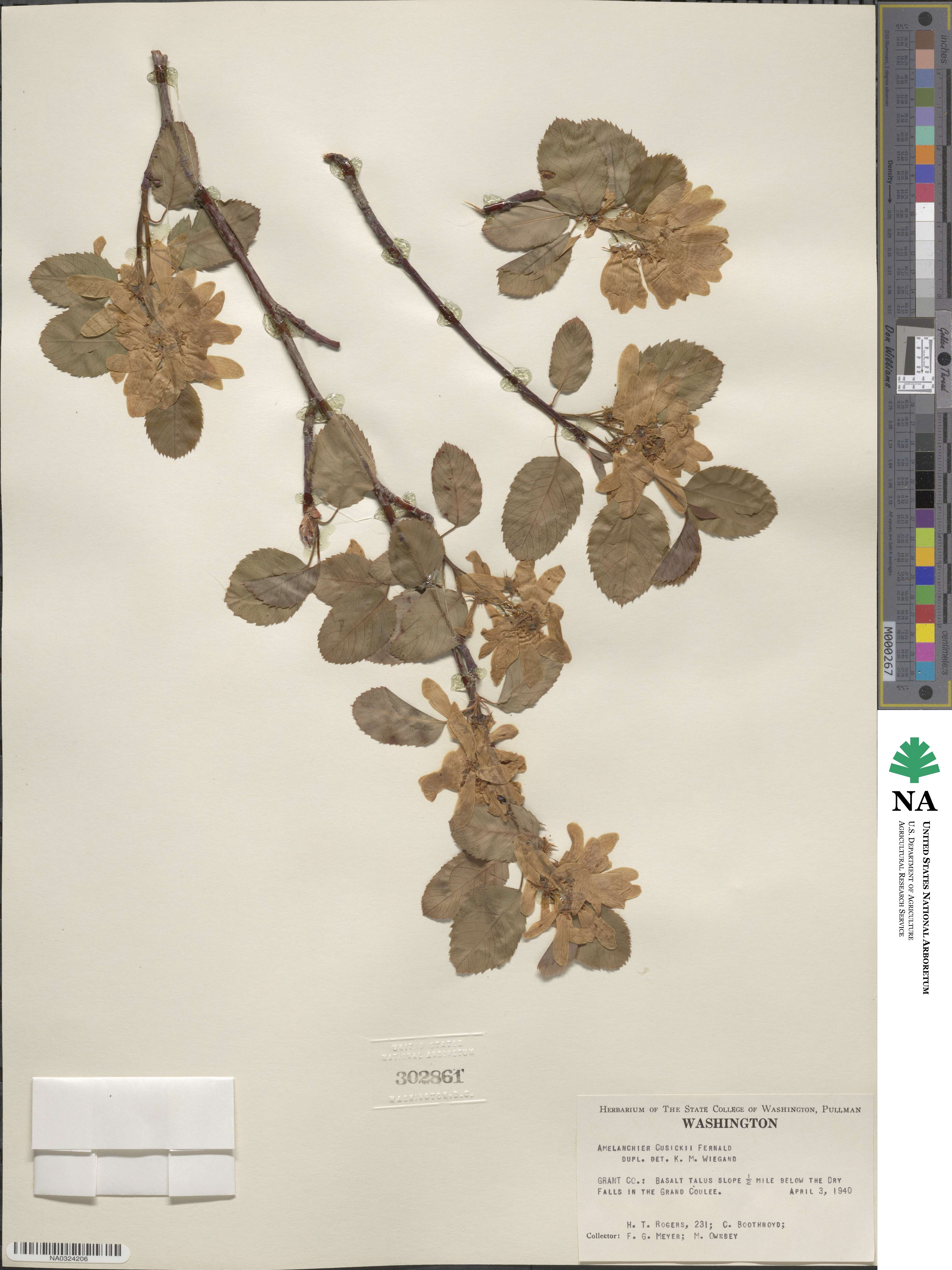 Amelanchier alnifolia var. cusickii image