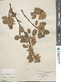 Amelanchier alnifolia image