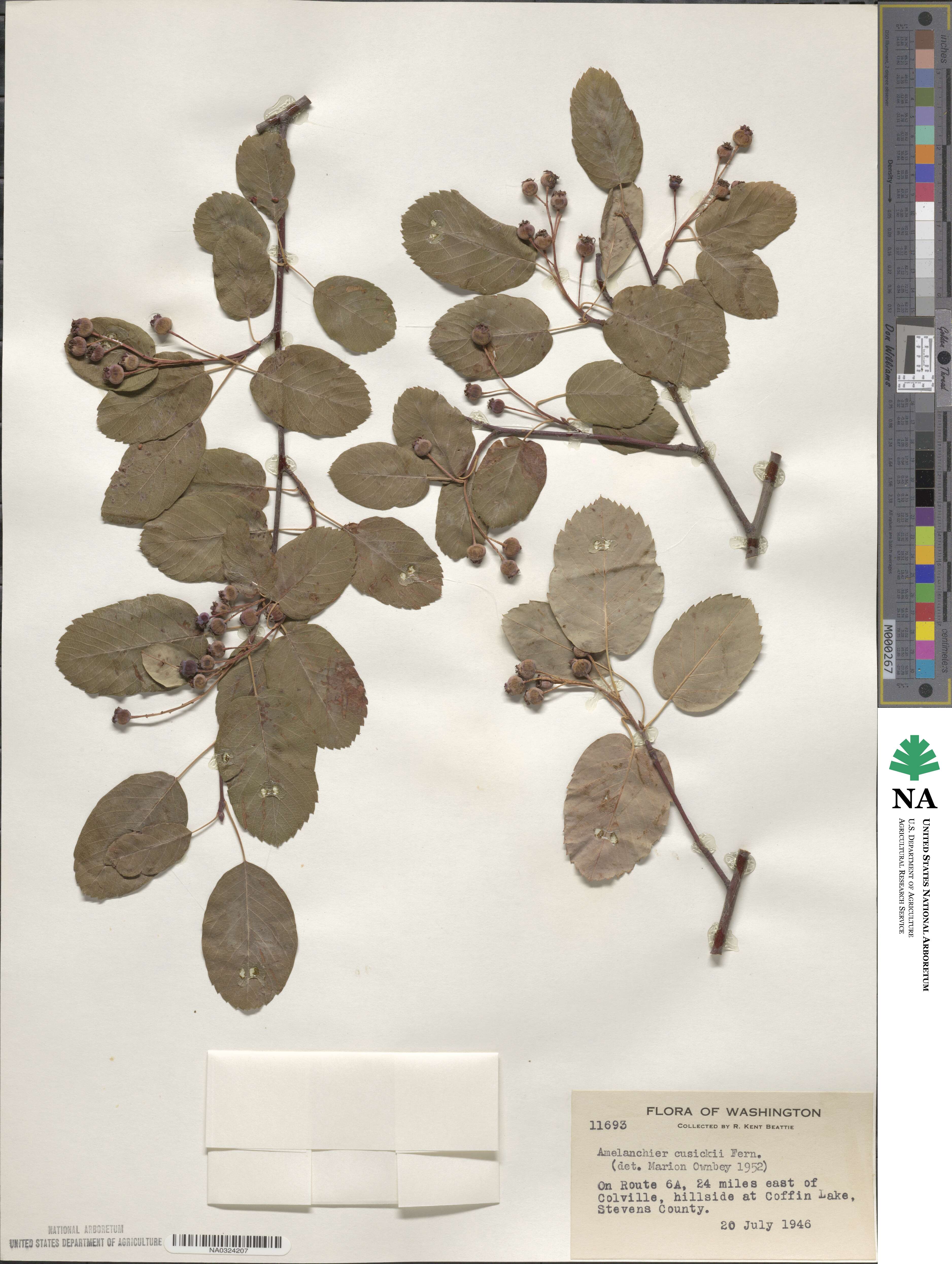 Amelanchier alnifolia var. cusickii image