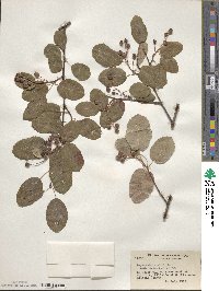 Amelanchier alnifolia image