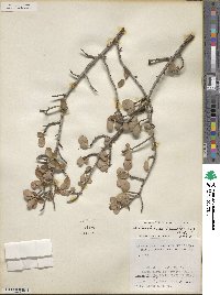 Malacomeles denticulata image