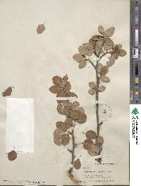 Amelanchier utahensis image