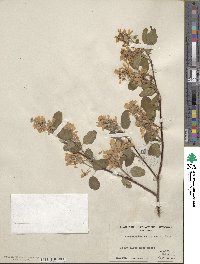 Amelanchier utahensis image