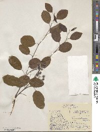 Amelanchier canadensis image