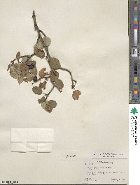 Amelanchier alnifolia var. semiintegrifolia image