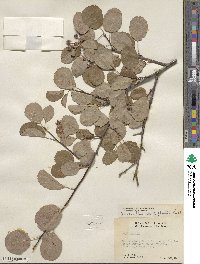 Amelanchier alnifolia var. semiintegrifolia image