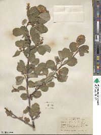 Amelanchier alnifolia var. semiintegrifolia image