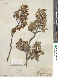 Amelanchier alnifolia var. semiintegrifolia image