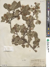 Amelanchier alnifolia var. semiintegrifolia image