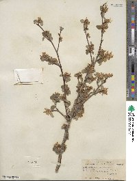 Amelanchier alnifolia var. semiintegrifolia image