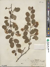 Amelanchier alnifolia var. semiintegrifolia image