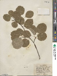 Amelanchier alnifolia var. semiintegrifolia image