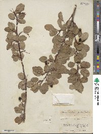 Amelanchier alnifolia var. semiintegrifolia image