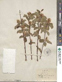 Amelanchier alnifolia image