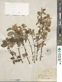 Amelanchier alnifolia var. semiintegrifolia image