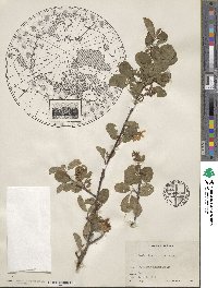 Amelanchier alnifolia var. semiintegrifolia image