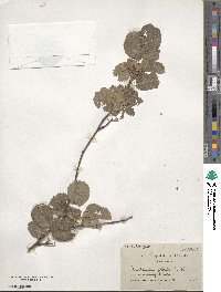 Amelanchier alnifolia var. semiintegrifolia image