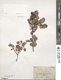 Amelanchier alnifolia var. semiintegrifolia image