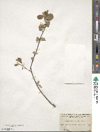 Amelanchier alnifolia image