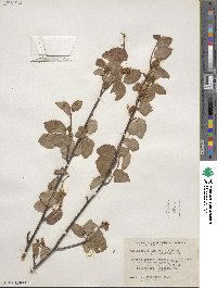 Amelanchier alnifolia image