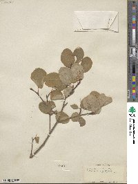 Amelanchier alnifolia var. semiintegrifolia image