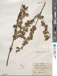 Amelanchier alnifolia var. semiintegrifolia image