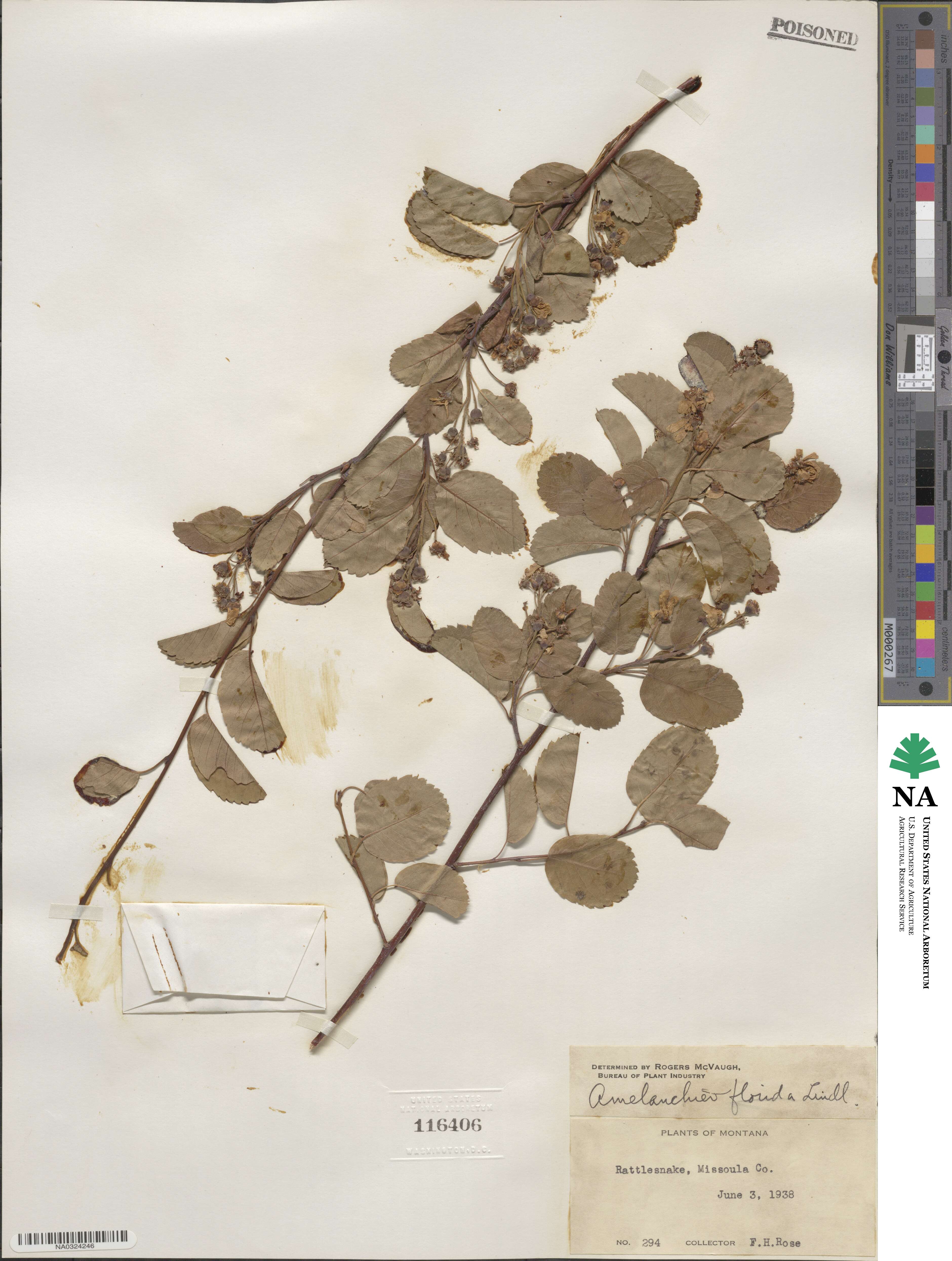 Amelanchier alnifolia var. semiintegrifolia image