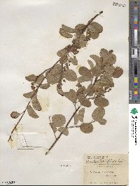 Amelanchier alnifolia image