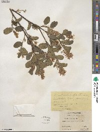 Amelanchier alnifolia var. semiintegrifolia image