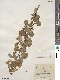 Amelanchier alnifolia var. semiintegrifolia image