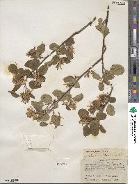 Amelanchier alnifolia image